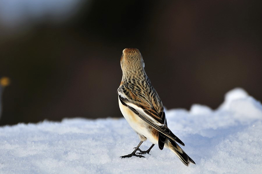 il Lato B delle STAR